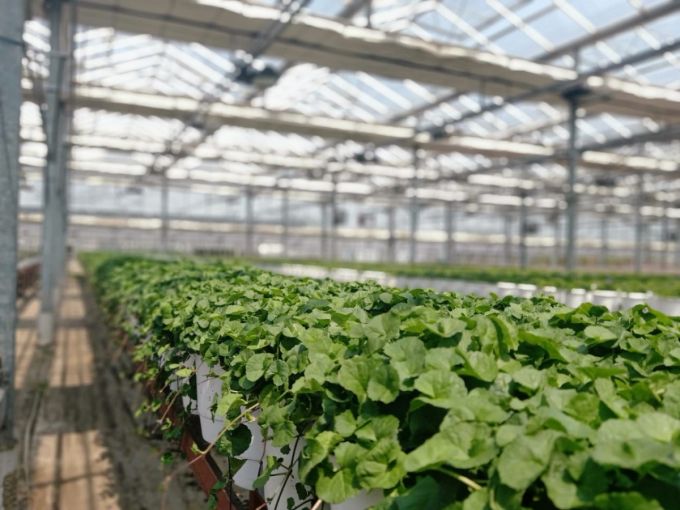 슈바넨가르텐의 스마트팜에서 재배되고 있는 화장품 원료./사진=한유원 제공.