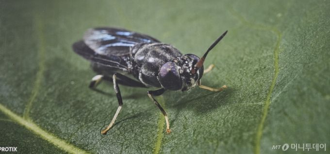 BSF 동애등에 /사진=정혁수