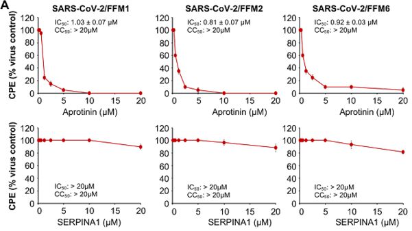 아프로티닌(위)과 대조군 약물(아래)의 세포변성효과(CPE) 억제 정도를 비교한 결과. 바이러스 감염 정도를 가늠하는 CPE는 아프로티닌을 투여한 세포에서 더 크게 줄었다./셀 캡처