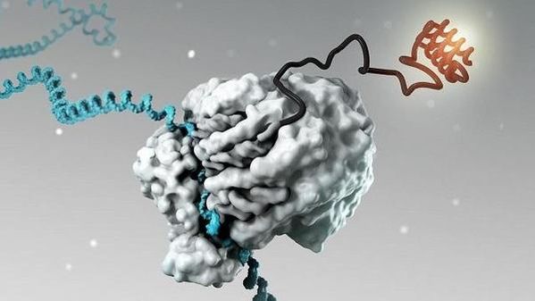 mRNA(하늘색)가 단백질 공장인 리보솜(회색 덩어리)과 결합해 새로운 물질(검은색)을 만드는 과정을 설명한 그림. /사이언스 캡처