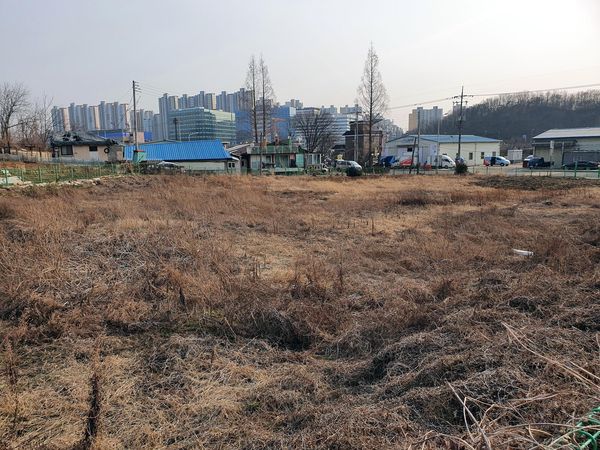 지난 9일 찾은 경기 부천시 옥길동의 한 밭. 오랜 기간 농사를 짓지 않은 흔적이 남아 있다. /고성민 기자