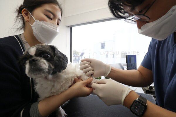 강아지가 서울의 한 동물병원에서 주사를 맞고 있다. /뉴스1