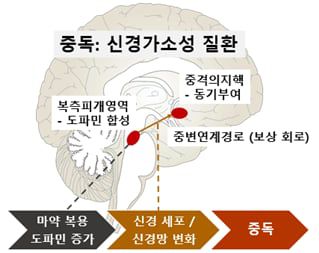 약물 복용이나 음주가 중독으로 이어지는 원리. 마약이 과도한 도파민 분비로 이어지고, 뇌가 여기에 대응해 내성이 생기면 같은 자극을 쫓아 마약 복용량을 늘리게 되고 결국 중독으로 이어진다./한순규 교수