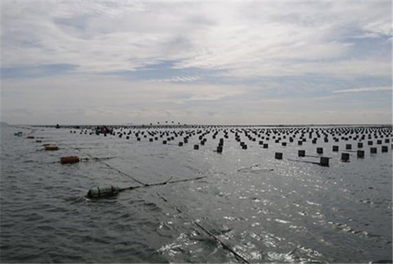 낙동강 하구 김 양식장 전경./부산시 제공