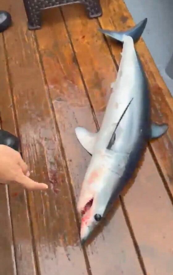 17일 오전 9시 55분께 강원 고성군 현내면 대진항 동쪽 약 3.7㎞(2해리) 해상에서 한 낚시객의 낚싯대에 상어가 건져 올라왔다./속초해양경찰서 제공