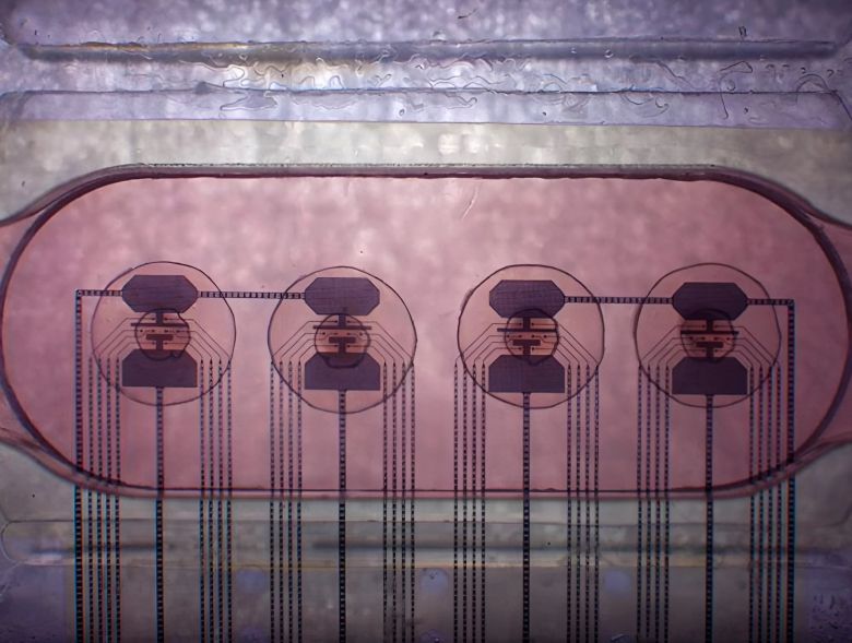 스위스 파이널스파크가 개발한 오가노이드 컴퓨팅 시스템. 신경세포 1만개로 구성된 지름 0.5mm 크기의 뇌 오가노이드 4개에 전극 8개가 연결됐다./FinalSpark