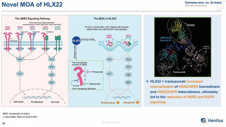 헨리우스가 '2025 글로벌R&D데이'에서 공개한 'HLX22'의 작용 기전./헨리우스