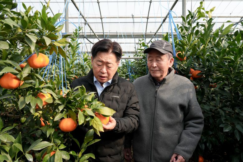 오영훈 제주지사가 만감류 농가를 방문해 과실을 살펴보고 있다. /제주도 제공