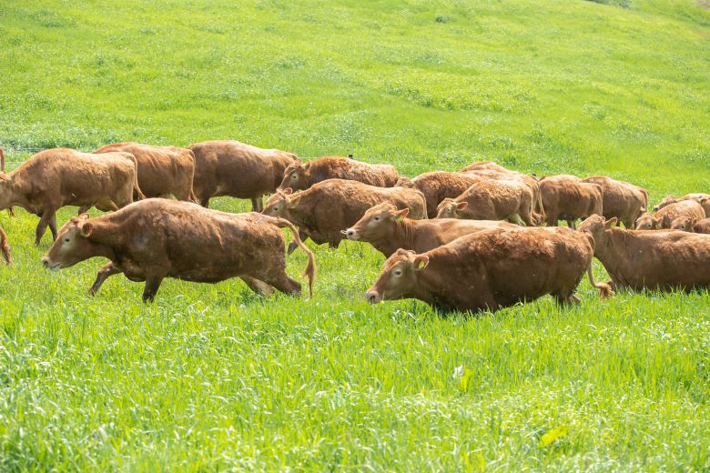 강원도 평창군에 위치한 국립축산과학원 한우연구센터의 한우 200여 마리가 초지를 향해 달려가고 있다. /뉴스1