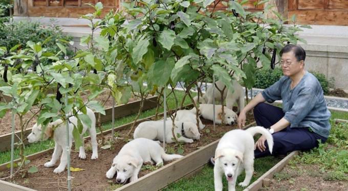 문재인 전 대통령이 반려견과 함께 양산 사저에서 휴식을 취하고 있다.   사진=연합뉴스