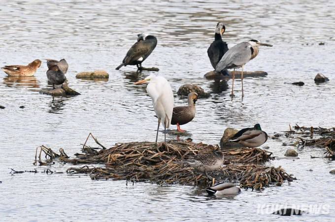 오리류와 백로, 왜가리, 민물가마우지가 휴식을 취하고 있다. 청계천과 중랑천이 만나는 두물머리. 이곳의 물이 3279m를 내달리면 한강을 만난다. 물길 곳곳에는 크고 작은 모래톱들이 형성되어 있다. 모래톱은 새들의 휴식처다.