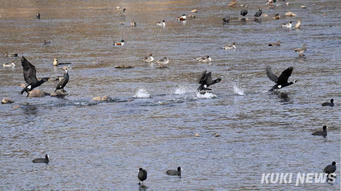 청계천과 중랑천이 합류해 흐르는 지역은 수량도 많고 물살도 적당히 빠르다. 겨울 오후 반짝이는 햇살을 따라 물닭들이 여유롭게 산책을 즐기고 다른 한편에서는 오리류를 비롯해 많은 철새들이 자맥질을 반복하며 먹이를 찾는 풍경이 장관을 이룬다. 이따끔 ‘꾸억꾸억’ 오리들의 합창을 듣고 있노라면 도심 속의 하천이 아니라 한적한 지방의 어느 호수가에 와 있는 느낌을 받는다.