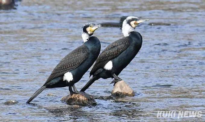 '내 얼굴 어때! 번식깃으로 몸단장한 민물가마우지 수컷'민물가마우지가 다가오는 봄을 선점하려는 듯 하얀 얼굴과 옆구리에 흰색 반점으로 포인트를 넣은 번식깃으로 아름답게 몸치장을 했다.