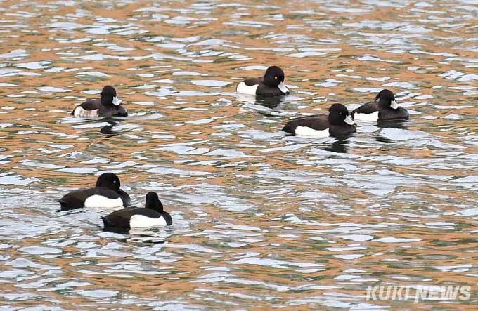 댕기흰죽지 무리
