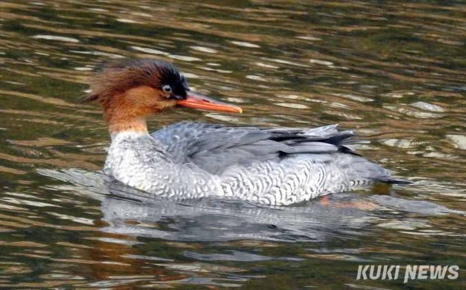 중랑천 상류지역에서 촬영한 호사비오리 암컷 (사진 제공=북부환경정의 중랑천사람들)