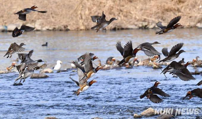 '비상하는 원앙 무리'