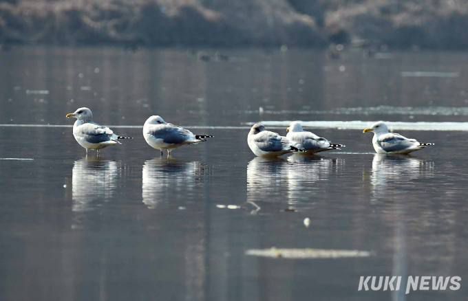 한국재갈매기 무리가 청계천과 중랑천이 만나는 합수지점의 얕은 물가에서 휴식을 취하고 있다.