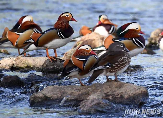 천연기념물 제327호인 원앙이 성동구 중랑천변에 모여 있다.사회적협동조합 한강은 “올해 원앙 200마리가 새롭게 왔다는 보도는 부정확한 내용이다. 지난해까지 철새들이 주요하게 서식했던 곳은 원래 응봉교 인근의 여울과 수변부로 천적들을 경계하고 사람들의 간섭을 피하기에 적합한 곳이었다”면서 “지난해 해당 구간에서 대규모 준설작업이 벌어지면서 원앙들이 열악해진 서식환경을 피해 일시 이동한 것”이라고 지적했다.