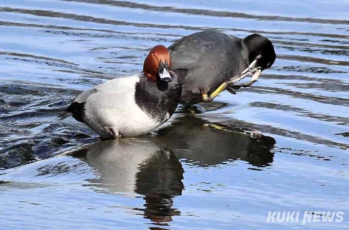 흰죽지(앞쪽)와 물닭이 얕은 물가에서 휴식을 취하고 있다.