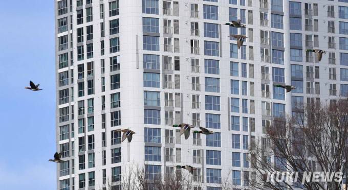 중랑천변 고층아파트를 배경으로 청둥오리 무리가 날고 있다.
