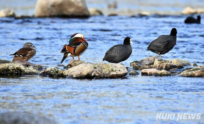철새보호구역 시민조사단에 참여한 한 참여자는 "작년보다 개체수가 눈에 띄게 감소해 놀랐다. 점점 자연과 더불어 사는 방법으로 변하는 것이 아닌 인간 중심으로 변하는 것 같아 안타까움이 컸다"고 말했다. (좌로부터 원앙 암컷, 원앙 수컷, 물닭)