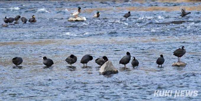 "나란히 줄지어서 휴식 취하는 물닭"중랑천에 대부분의 야생조류 개체수가 줄었으나 잠수성 조류인 물닭은 물이 맑아지고 퇴적물 제거 등 하천정비 사업이 이뤄지면서 4,5년 전부터 개체수가 크게 늘었다.