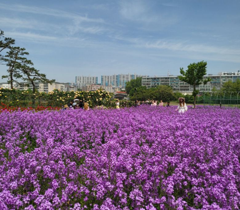 영천강변공원에 보라유채꽃. 영천시청 제공