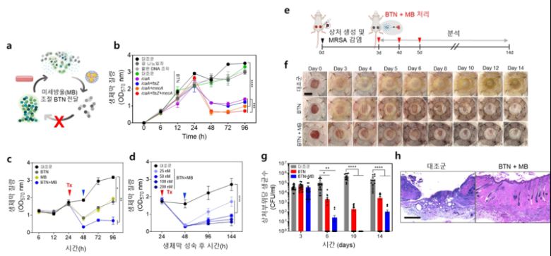 유전자 치료제 BTN-MB의 병용처리 효능에 대한 모식도(a) 및 다중 유전자 억제에 따른 슈퍼박테리아(MRSA) 생체막 질량 감소 결과(b), 돼지 피부 감염 생체막 모델에서의 BTN-MB의 시간에 따른 항균 효능(c,d), 쥐의 피부 상처감염 모델에서 BTN-MB에 의한 항균 효능 검증 실험 모식도(e), 쥐의 피부 상처 회복 효과(f)와 상처 부위의 항균 효과(g), 및 조직학적 분석 결과(h). KAIST