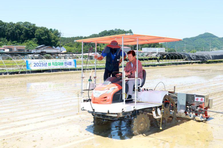 4일 '2025 벼 직파재배 기술 연시회'에서 박범인 금산군수가 직접 시연하고 있다. 금산군