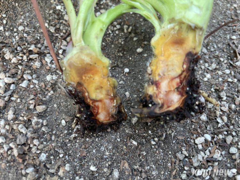 탄저병(관부, 뿌리)