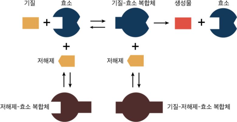 저해제 메커니즘. 저해제는 효소나 기질-효소 복합체에 저해제가 결합해 생성물의 생성을 지연하거나 억제한다. KAIST