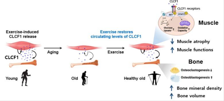 CLCF1 단백질 이용 근골격 운동효과 연구모식도. 한국생명공학연구원