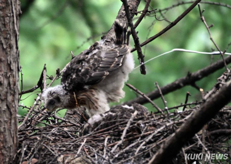 ‘둥지 밖으로 발사’ 참매 새끼 한마리가 본능적으로 둥지 끝에 서서 둥지 밖으로 힘차게 분비물(똥)을 내뿜고 있다.
