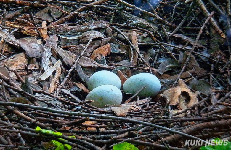 참매는 깊은 숲속의 낙엽송 등 잡목림의 높은 나뭇가지에 둥지를 틀고 계속해서 같은 둥지를 사용하는 습성이 있으며 장마 전인 5월 상순~6월에 2∼4개의 알을 낳아 36∼38일 동안 품는다.