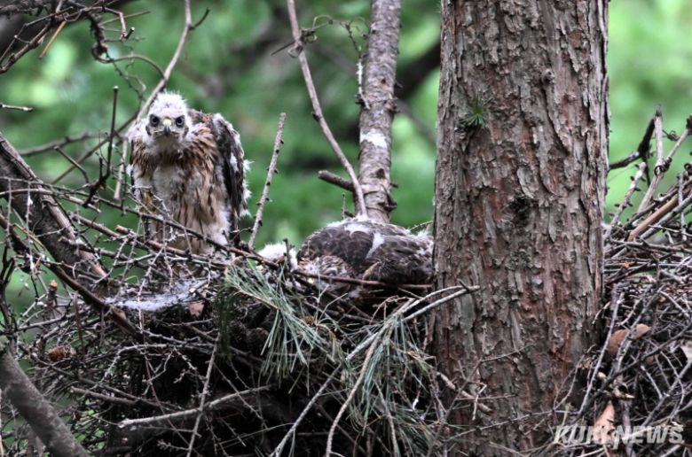 “제 모습이 누추하죠” 지난 24일 태어난지 한달 가까이 되면서 한참 솜털에서 깃털로 털갈이 중인 어린 참매가 둥지 밖을 살피고 있다. 알에서 부화하면 주로 암컷이 새끼들을 돌보고 수컷은 둥지 보수, 주변 경계와 먹이 사냥 등 바깥 활동을 주로 한다.