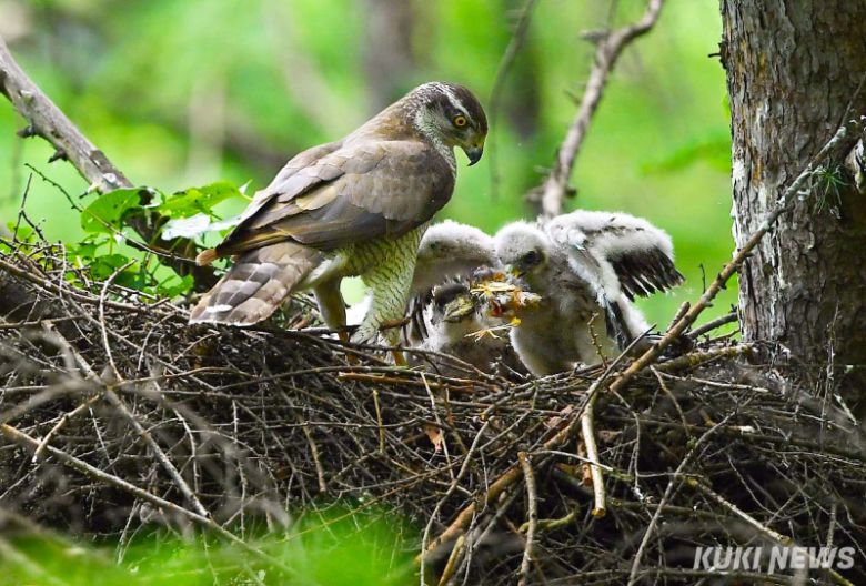 참매 새끼가 어미가 잡아온 먹이를 열심히 뜯고 있다. 새끼들은 둥지에서 성장하면서 자연스럽게 힘이 센 순서대로 서열이 정해진다. 알을 품어서 둥지를 벗어나기까지 부모 새의 희생과 강자 우선의 법칙에서 살아남아야하는 새끼들은 둥지 안에서도 치열한 경쟁을 벌이며 성장한다.