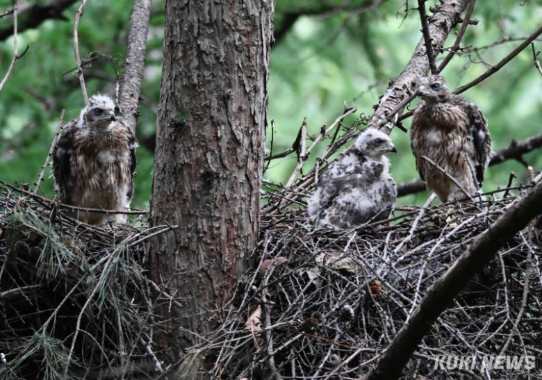 "제법 어른티가 나죠" 참매 새끼가 성장해 둥지를 벗어나도 한동안은 어미 영역에서 생활하면서 사냥기술과 생존능력을 익힌다. 둥지를 완전히 떠났지만 1년이 안 된 참매 새끼를 '보라매'라 부른다.