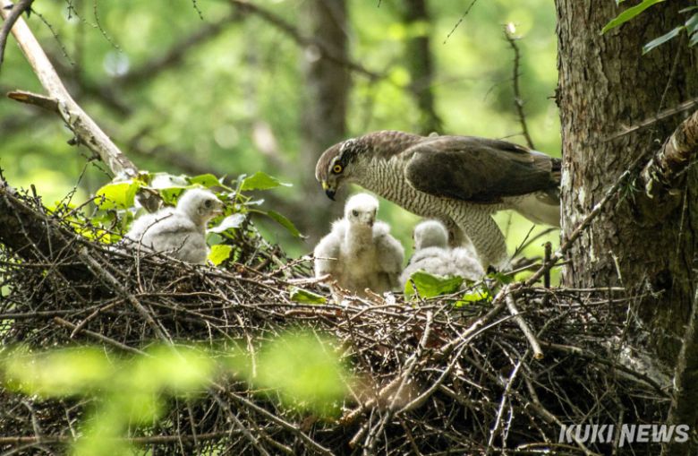 참매는 5월 상순경에 보통 3~4개의 알을 낳아 40일 가까이 품는다. 새끼들이 태어나면 40일 가량 정성을 다해 키워 새끼들을 세상으로 내보낸다. 날아가는 먹이를 잘 낚아채 ‘바람의 사냥꾼’으로도 불리는 참매는 꿩과 멧비둘기, 직박구리 등 조류와 다람쥐와 청설모 같은 작은 포유류를 잡아 새끼들를 살찌운다.