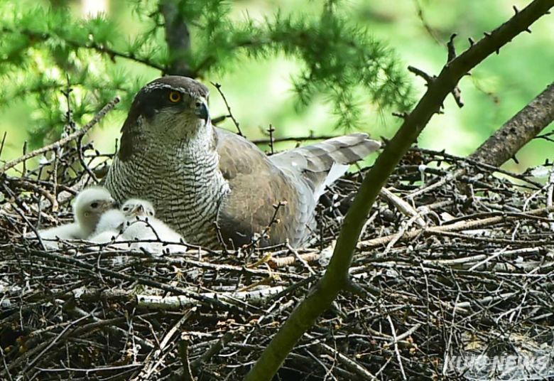 “내 새끼들 예쁘죠” 참매는 잡목림의 높은 나뭇가지에 둥지를 틀고 5월 상순~6월에 2∼4개의 알을 낳아 36∼38일 동안 품는다. 새끼는 41∼43일 동안 먹이를 받아먹다가 둥지를 떠난다.