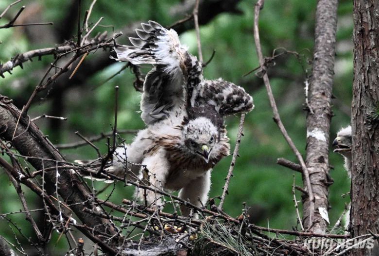 ‘응시(鷹視)’ 참매 새끼가 둥지 건너편 나무가지 앉은 어치가 울어대자 매섭게 노려보고 있다. 당장 이동하지 않으며 공격이라도 하겠다는 눈빛이다. 매처럼 날카롭게 노려본다는 ‘응시(鷹視)’란 단어를 실감한 순간이다.