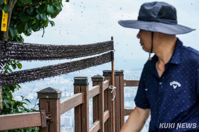 30일 인천 계양산 정상에 설치된 끈끈이 트랩에 '러브버그(붉은등우단털파리)'가 붙어 있다. 유희태 기자