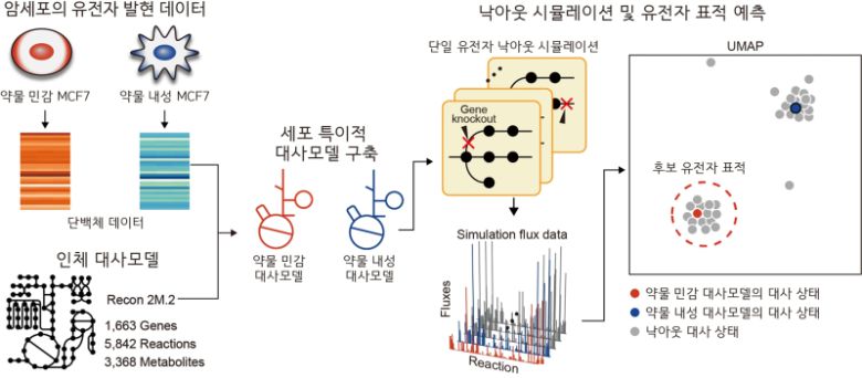 약물 민감화 유전자 표적을 예측하는 대사 네트워크 모델 기반 방법론 모식도. KAIST