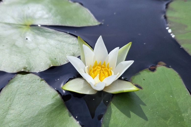 꼬마수련. 한국수목원정원관리원