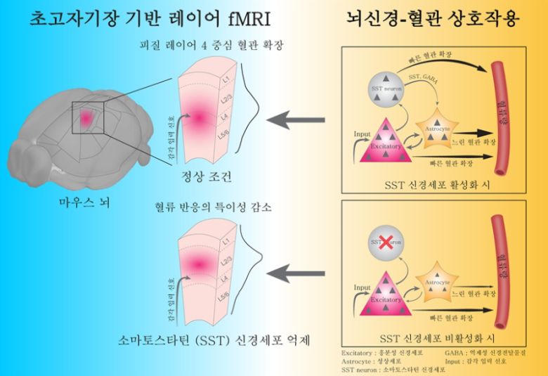 소마토스타틴 신경세포가 매개하는 뇌혈관 반응의 공간 특이성. 소마토스타틴 신경세포는 뇌 혈관 주변의 성상세포를 조절하여 뇌 특정 부위에 혈액량을 보다 적절하게 공급하고, 이로 인해 뇌혈관 반응의 공간적 정확성이 향상된다. IBS