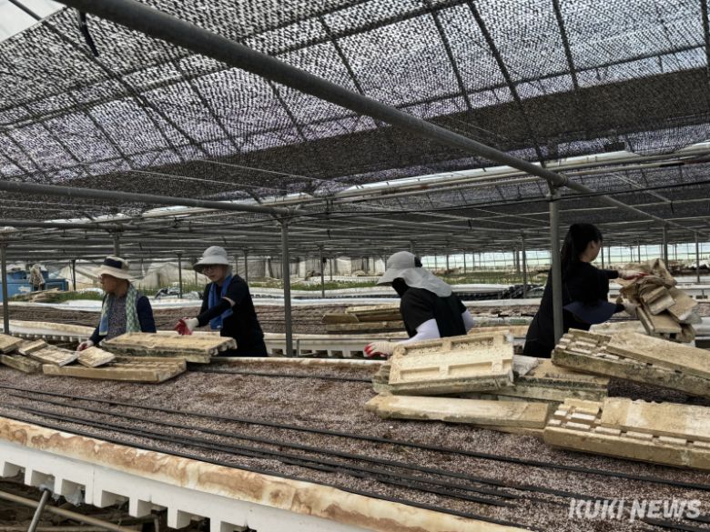 충남도 보건복지국 직원 60여명은 31일 최근 폭우로 피해를 입은 예산군 삽교읍 성리 농가를 찾아 복구에 힘을 보탰다.