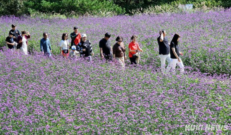 쿠키뉴스 DB(2024 인제 가을꽃 축제)
