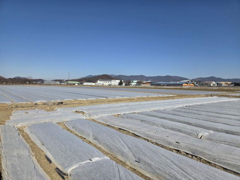 한파에 대비해 부직포를 덮어놓은 마늘밭