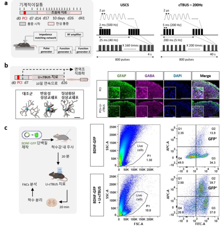 과활성화된 척수 세포를 진정시키고 통증 유발 물질을 제거하는 뇌파 패턴 초음파. 연구진은 비침습적 저강도 초음파 자극(LI-cTBUS) 프로토콜을 개발해, 기존의 척수 자극 방식보다 만성 통증을 보다 효과적으로 완화할 수 있음을 확인했다. 신경 손상 후 만성 통증이 유도된 동물 모델에 10일간 초음파 자극을 적용한 결과(a), 통증으로 인해 과도하게 활성화돼 있던 별세포(성상교세포)의 반응성이 감소했다. 이와 함께 통증을 악화시키는 GABA와 BDNF의 비정상적 축적도 크게 줄어들었다(b). 세포 이미징과 FACS 분석을 통해, LI-cTBUS가 별세포로 하여금 과도하게 축적된 BDNF를 세포 내부로 흡수해 분해하도록 유도한다는 사실이 확인됐다(c) 이러한 결과는 LI-cTBUS가 비침습적이면서도 안전하게 작동하는 차세대 통증 치료 기술로 활용될 수 있음을 보여준다. IBS