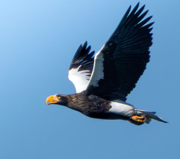 울산에서 관찰된 참수리. 새통신원·짹짹휴게소 제공.