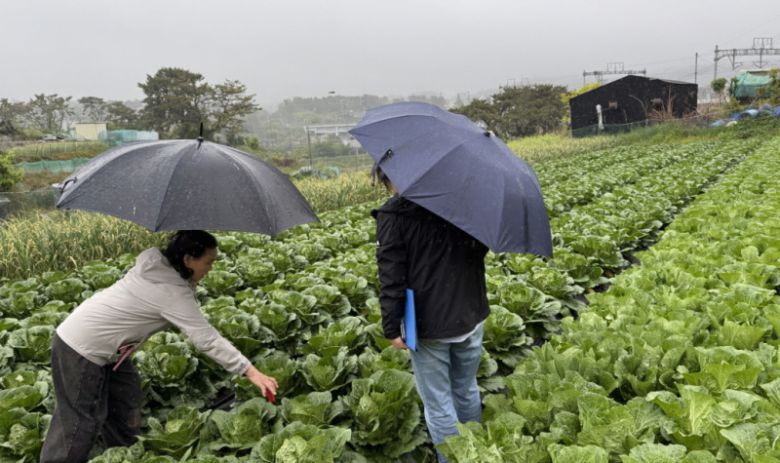 기장군 농업기술센터 관계자가 배추 재배농가를 방문해 생육현장을 살펴보고 있다. 기장군청 제공.
